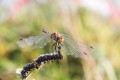 thierry_t brenne sept 2017 4